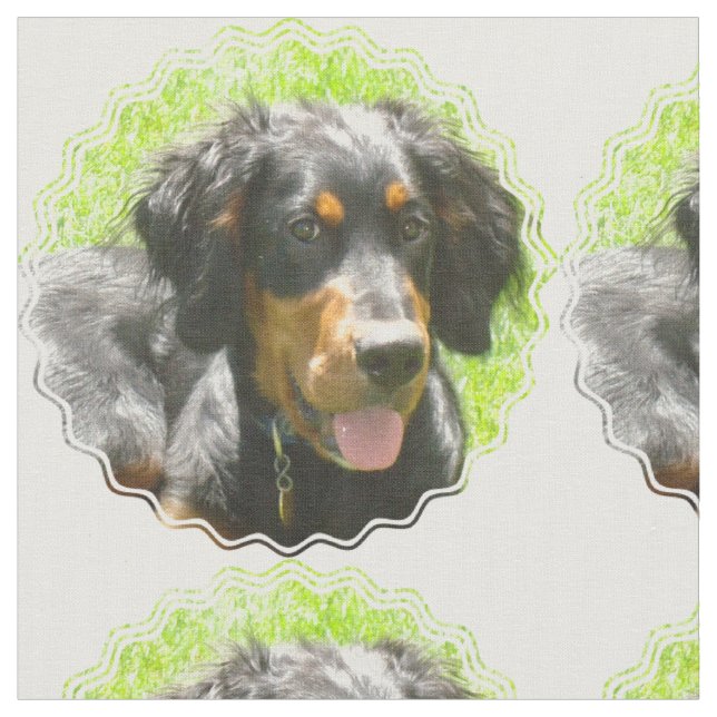 Hund för Gordon Setter Tyg (Närbild)