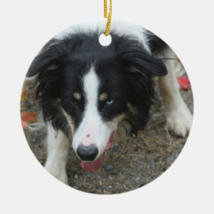 Hund för gränsColliestirrande Julgransprydnad Keramik