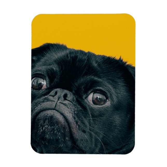 hund för gult magnet (Vertikal)