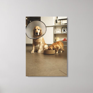 Hund för gyllene kopior med medicinskt halsband si canvastryck