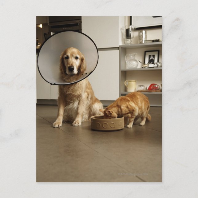 Hund för gyllene kopior med medicinskt halsband si vykort (Framsida)