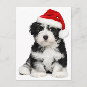 Hund för julHavanese valp Helg Vykort