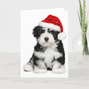 Hund för julHavanese valp Helgkort