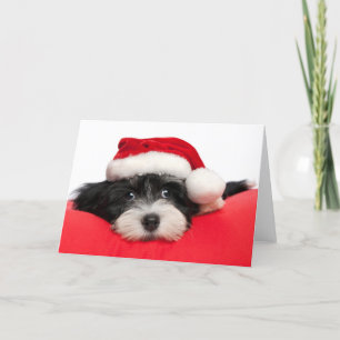 Hund för julHavanese valp Helgkort