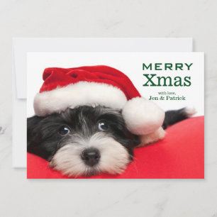 Hund för julHavanese valp Julkort