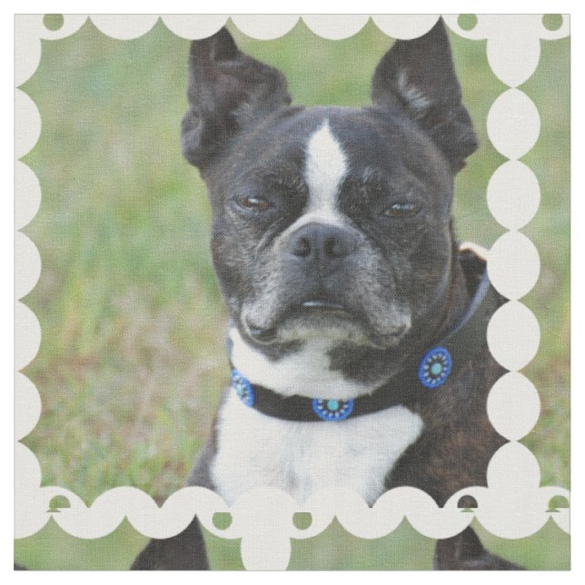 Hund för klassikerBoston Terrier Tyg (Närbild)