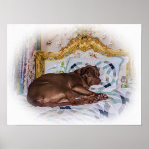 Hund för Labrador Retriever som sovar Poster