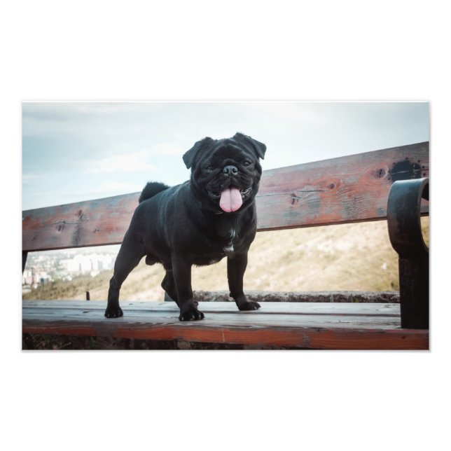 Hund för lustig pug fototryck (Framsidan)