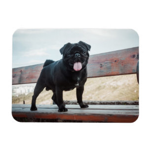 Hund för lustig pug magnet