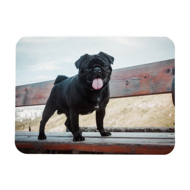 Hund för lustig pug magnet (Horisontell)