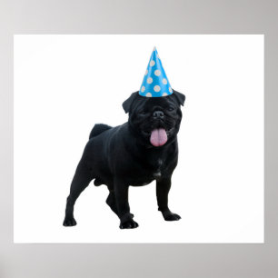 Hund för lustig pug poster
