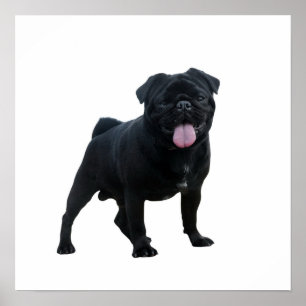 Hund för lustig pug poster
