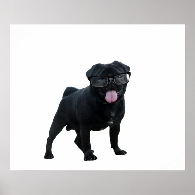 Hund för lustig pug poster (Framsidan)