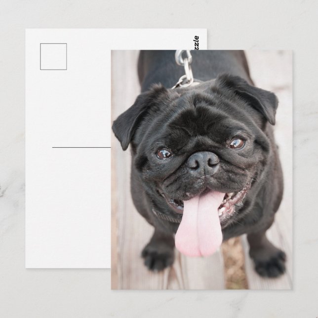 Hund för lustig pug vykort (Fram/baksida)