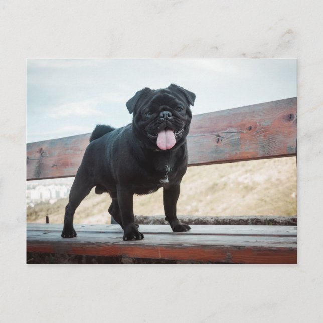 Hund för lustig pug vykort (Framsida)