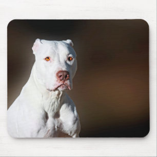 Hund för rädding för vitamerikanPitbull Terrier Musmatta