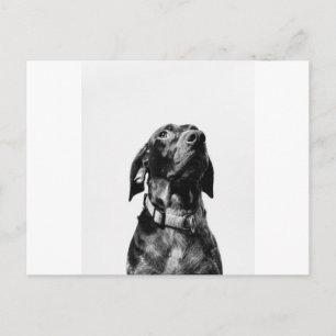 hund för regal bw vykort