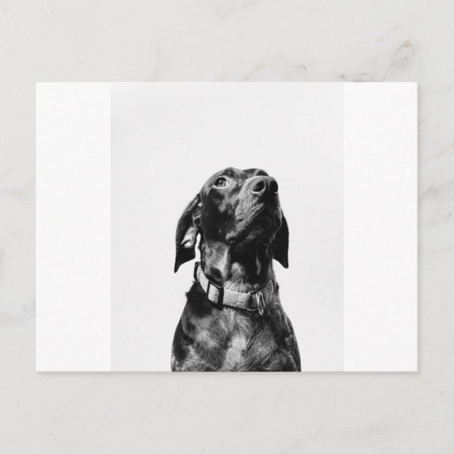 hund för regal bw vykort (Framsida)