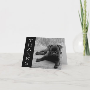 Hund för svartvitt i tack Pug Puppy Kort