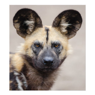 Hund för utrotningshotad afrikansk Vild Fototryck