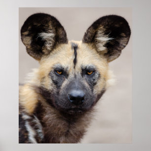 Hund för utrotningshotad afrikansk Vild Poster