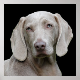 Hund för vacker Weimaraner Hunting Poster