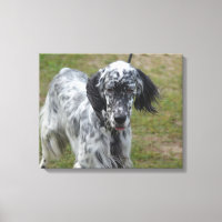 Hund för vackert engelskt brev