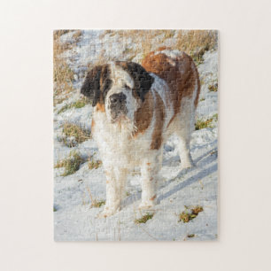 Hund för vackert Saint Bernard Pussel