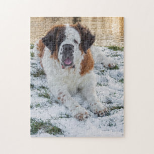 Hund för vackert Saint Bernard Pussel