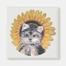 Hund för vackert Yorkshire Terrier