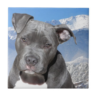 Hund för valp för amerikanPitbull Terrier Kakelplatta