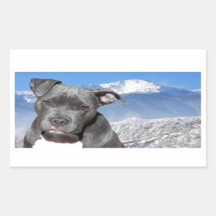 Hund för valp för amerikanPitbull Terrier Rektangulärt Klistermärke