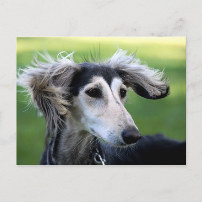 Hund för vind vykort (Framsida)