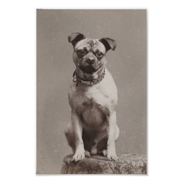 Hund för vintage fototryck (Framsidan)