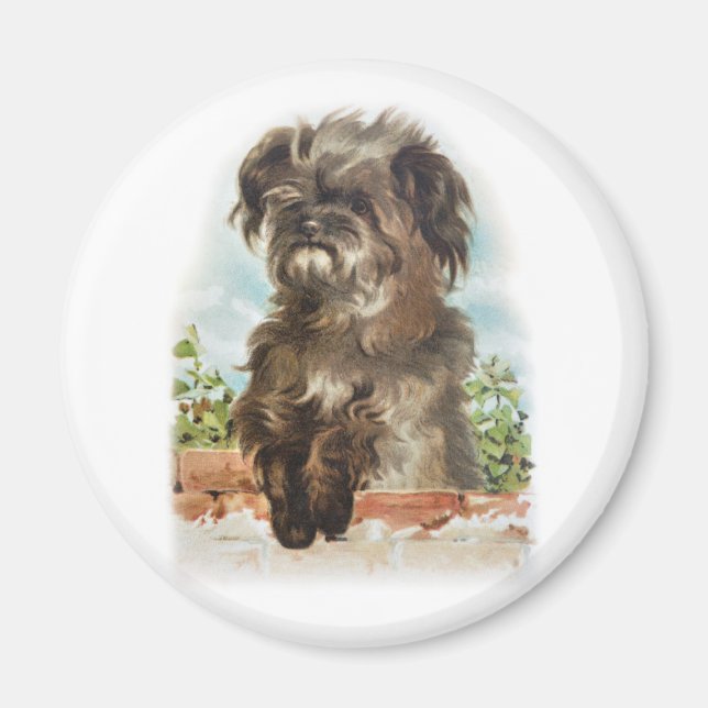 hund för vintage shaggy magnet (Framsidan)