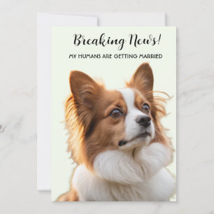 Hund Foto Mina Människor Giftar Sig Inbjudningar