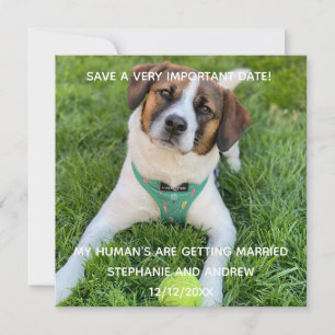 Hund Foto Spara Datum Förlovning Kort