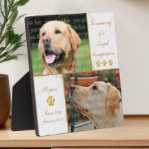 Hund Foto Trogen Följeslagare Husdjur Minne Minnes