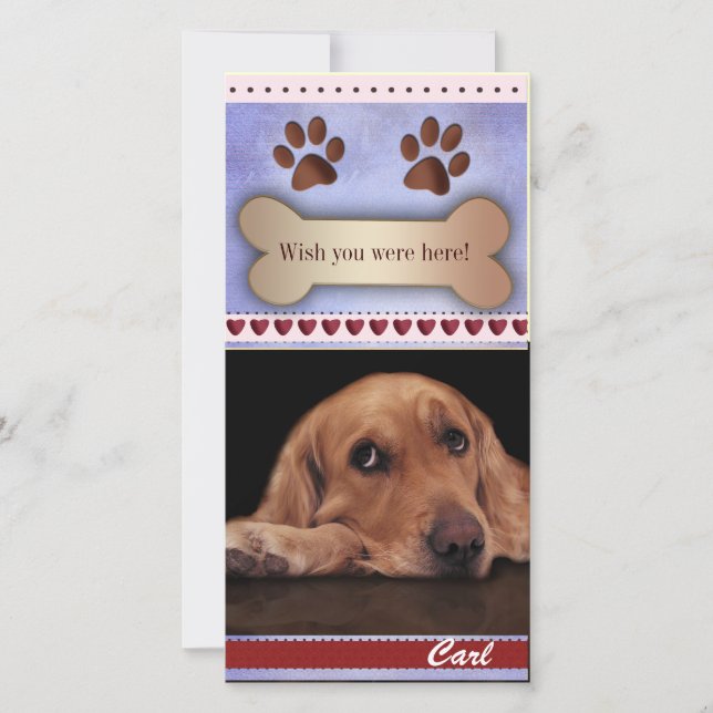 Hund-fotomall saknas (Framsida)