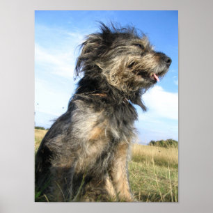 Hund fotovärde Poster Pappert