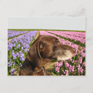 hund framför en vår-blomma fält vykort