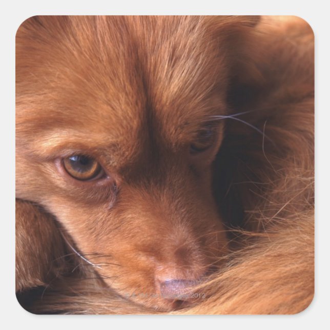 hund fyrkantigt klistermärke (Framsida)