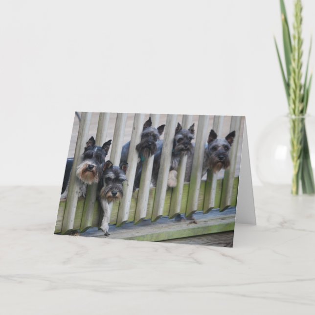 hund gang kort (Framsida)