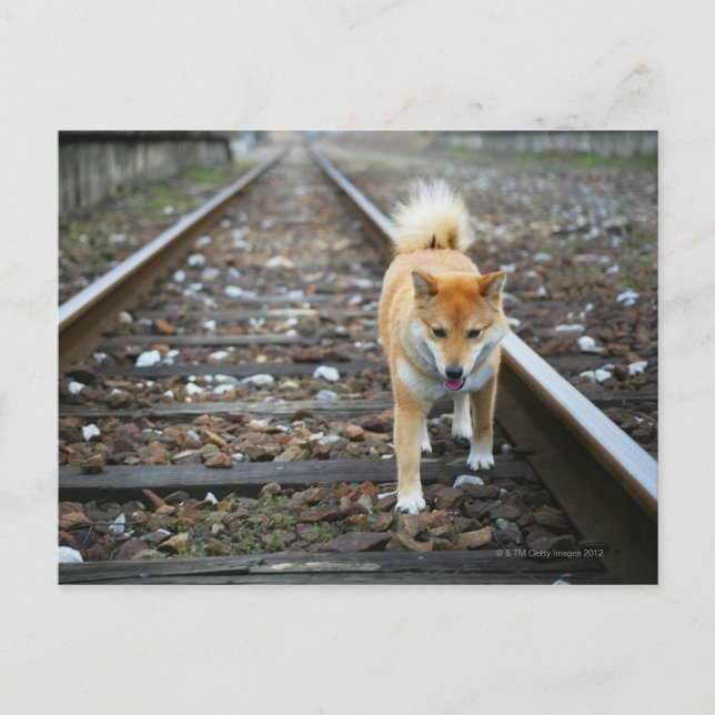 Hund gångspår vykort (Framsida)