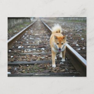 Hund gångspår vykort