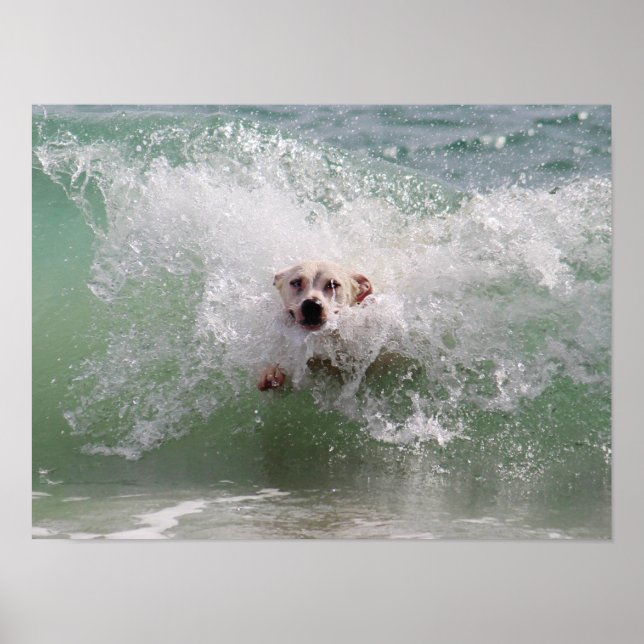 Hund genom havsvåg, Surfa, strand Poster (Framsidan)