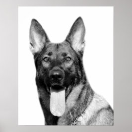 Hund german shepherd pet animal foto black white poster