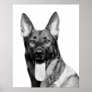 Hund german shepherd pet animal foto black white poster