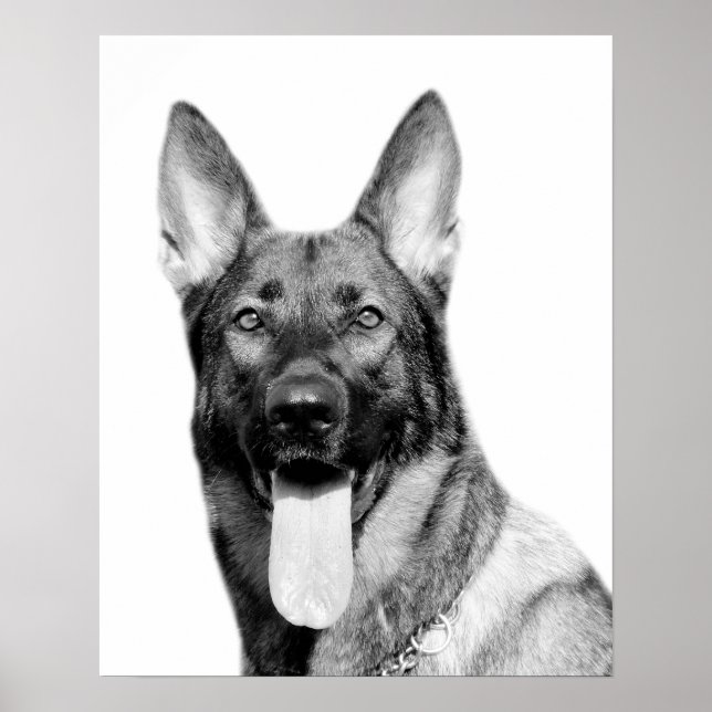 Hund german shepherd pet animal foto black white poster (Framsidan)