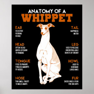 Hund Gift anatomi hos ett piskrapp hundar till en Poster